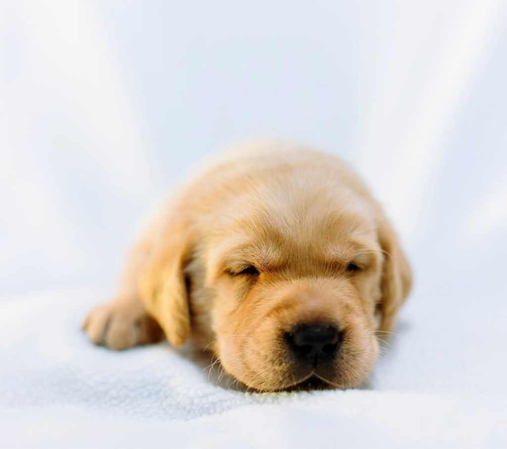 Close-up of a puppy sleeping